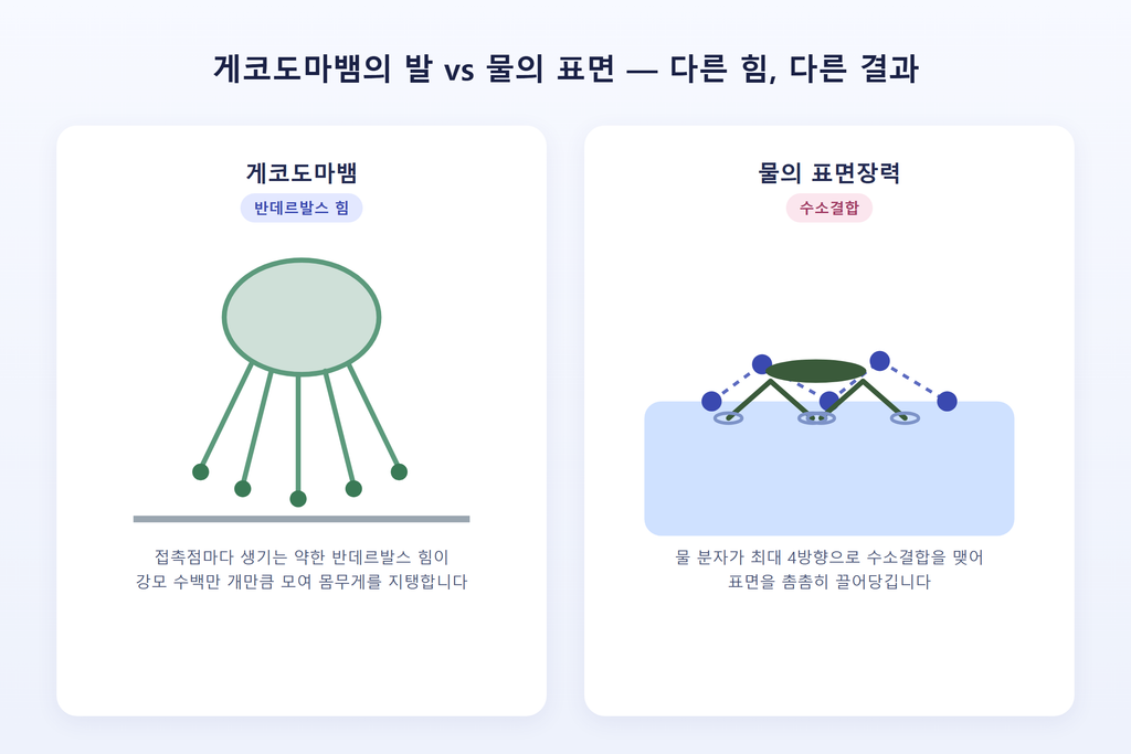 반데르발스 힘 vs 수소결합, 결합력이 다른 이유 한눈에 정리 4 게코도마뱀 발바닥의 강모 구조와 물 위에 뜬 소금쟁이를 나란히 비교하는 이미지